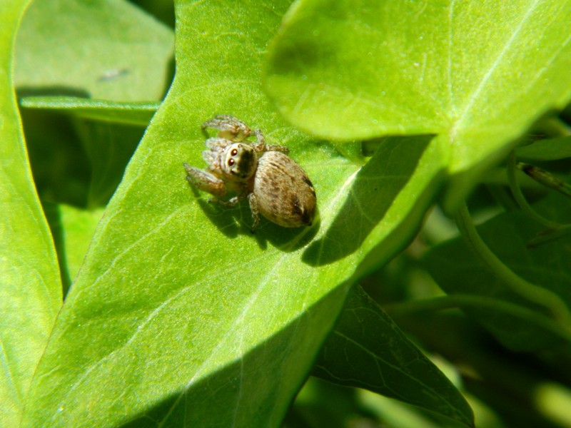 Evarcha arcuata